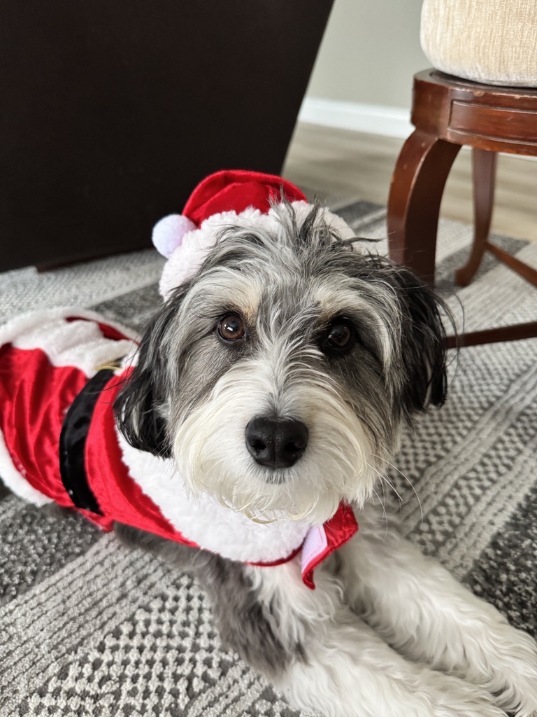 SantaPaws